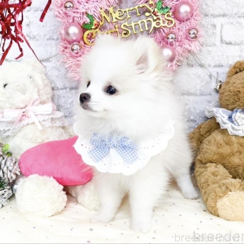 販売中の滋賀県のポメラニアン-433427の3枚目