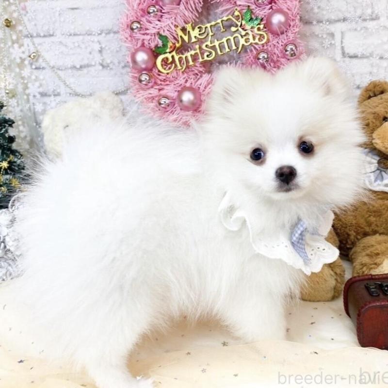 販売中の滋賀県のポメラニアン-433427の2枚目