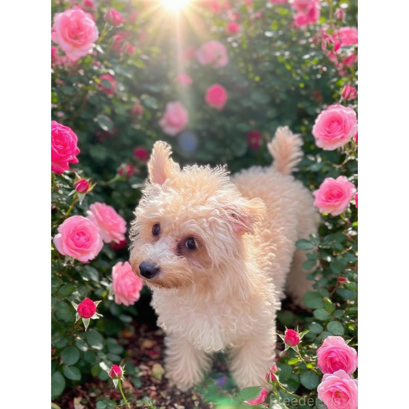 販売中の千葉県のトイプードル-433428の5枚目