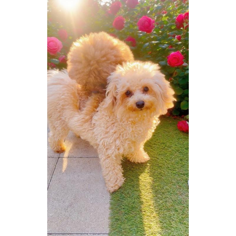 販売中の千葉県のトイプードル-433428の4枚目