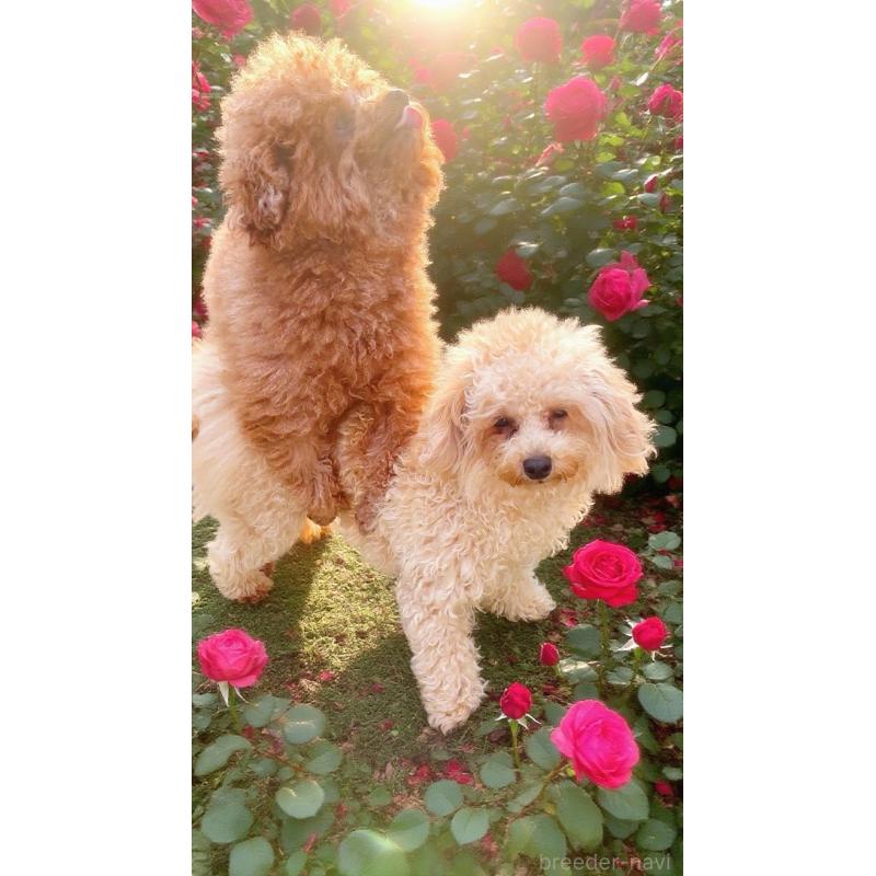 販売中の千葉県のトイプードル-433428の3枚目