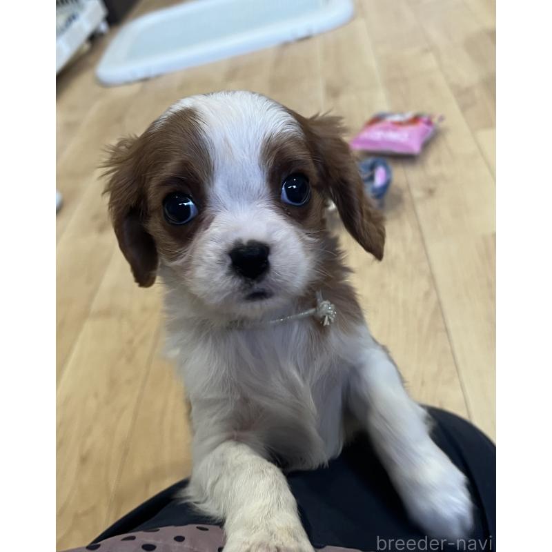 販売中の鹿児島県のキャバリアキングチャールズスパニエル-433430の1枚目