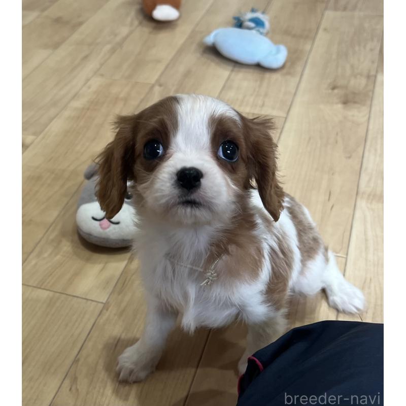 販売中の鹿児島県のキャバリアキングチャールズスパニエル-433430の9枚目