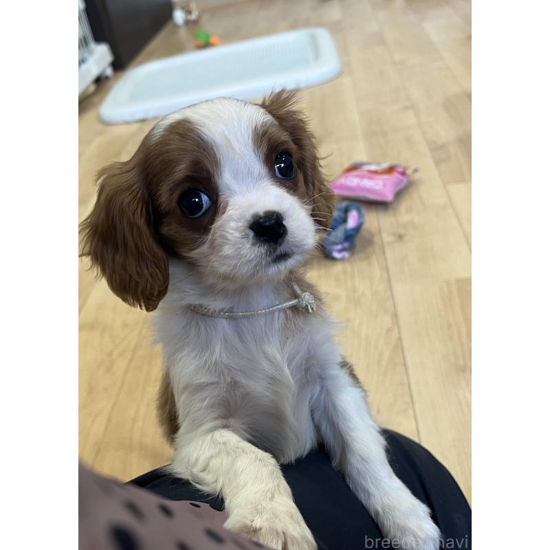 販売中の鹿児島県のキャバリアキングチャールズスパニエル-433430の8枚目