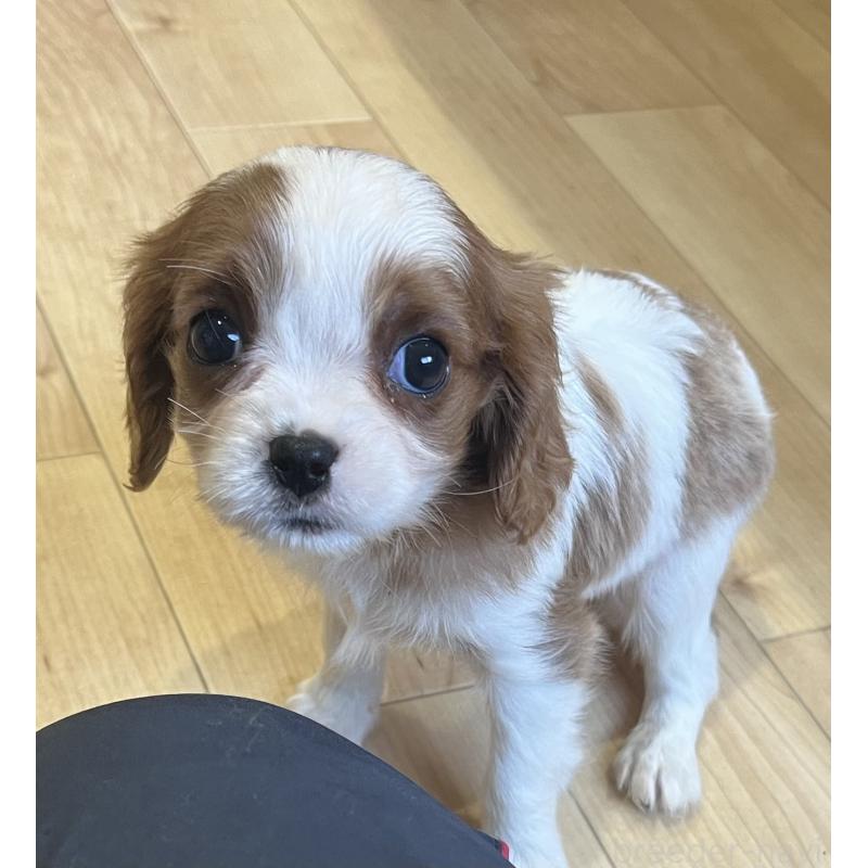 販売中の鹿児島県のキャバリアキングチャールズスパニエル-433430の7枚目