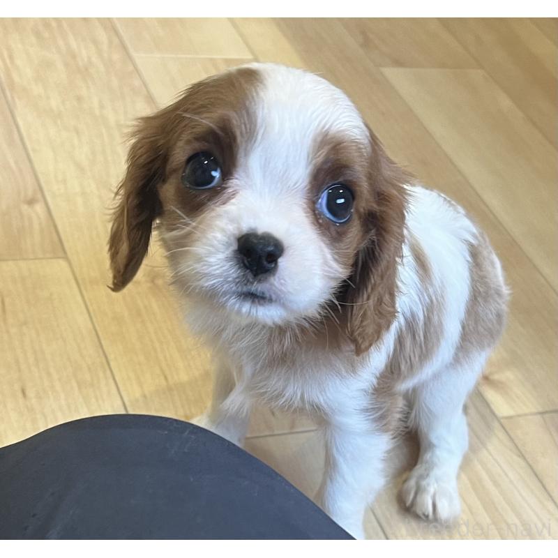 販売中の鹿児島県のキャバリアキングチャールズスパニエル-433430の6枚目