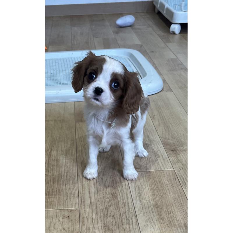 販売中の鹿児島県のキャバリアキングチャールズスパニエル-433430の5枚目