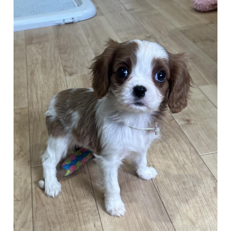 販売中の鹿児島県のキャバリアキングチャールズスパニエル-433430の4枚目