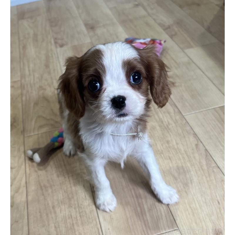 販売中の鹿児島県のキャバリアキングチャールズスパニエル-433430の3枚目