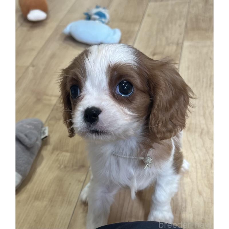 販売中の鹿児島県のキャバリアキングチャールズスパニエル-433430の2枚目