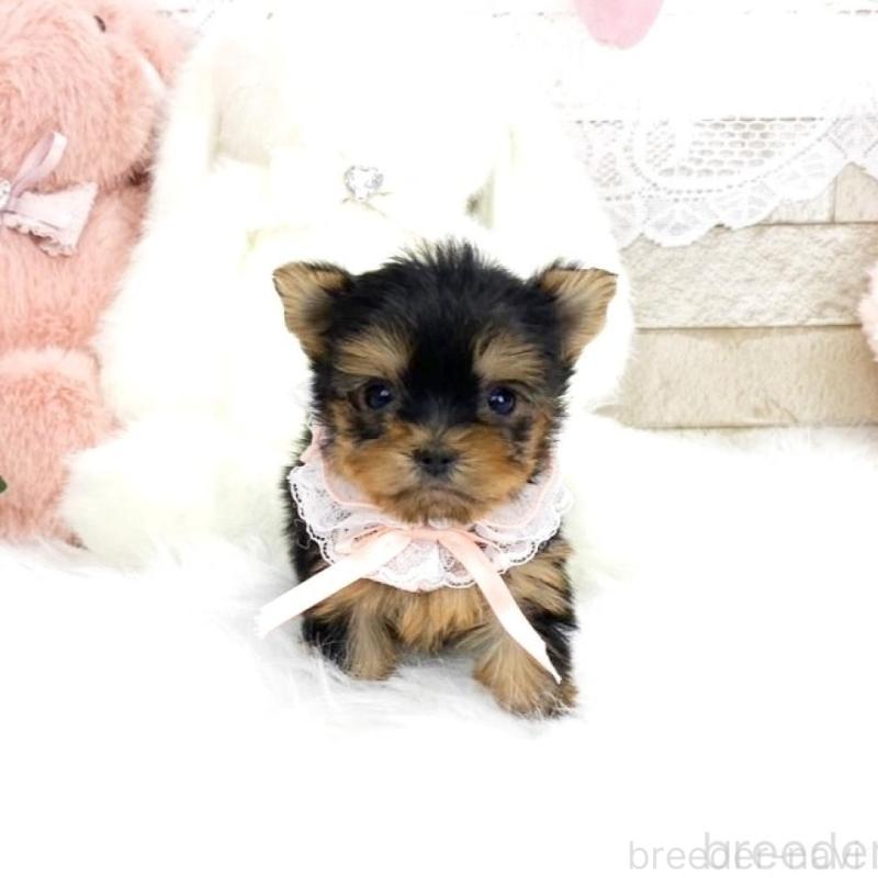 販売中の滋賀県のヨークシャーテリア-433429の3枚目