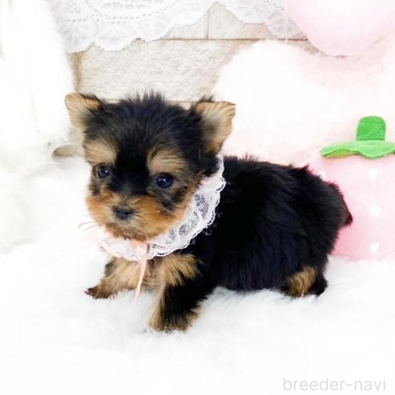 販売中の滋賀県のヨークシャーテリア-433429の2枚目