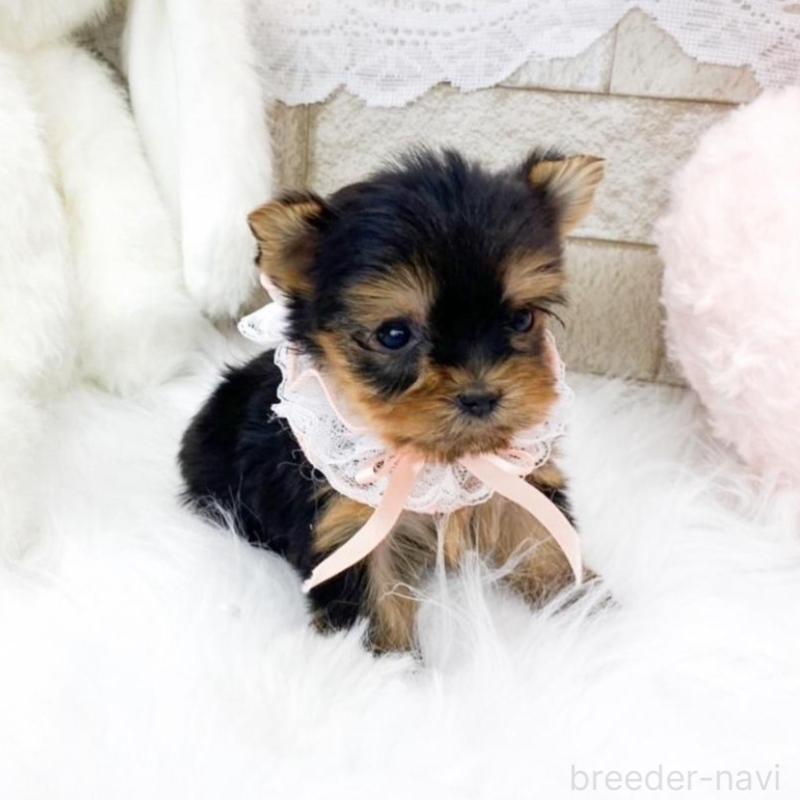 販売中の滋賀県のヨークシャーテリア-433429