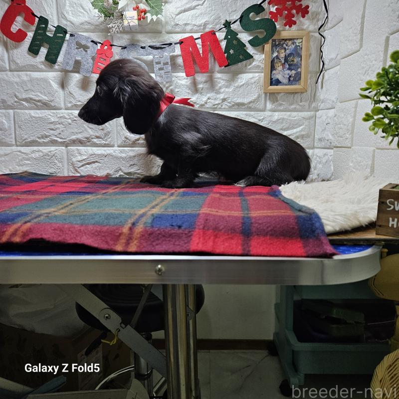 成約済の愛知県のミニチュアダックスフンド(ロングヘアード)-410192の6枚目