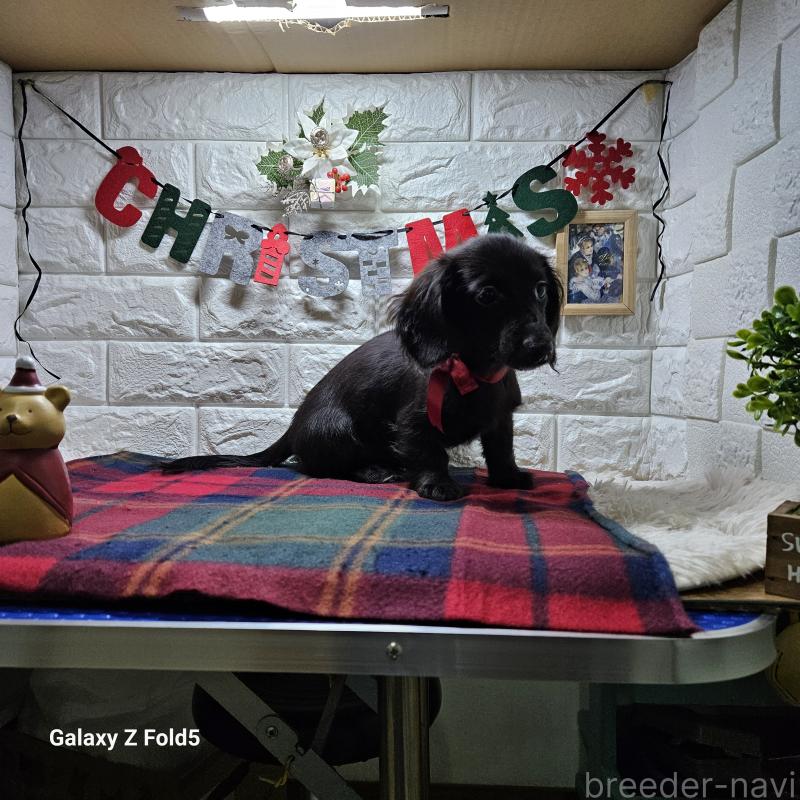 成約済の愛知県のミニチュアダックスフンド(ロングヘアード)-410192の5枚目