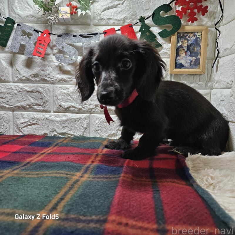 販売中の愛知県のミニチュアダックスフンド(ロングヘアード)-410192