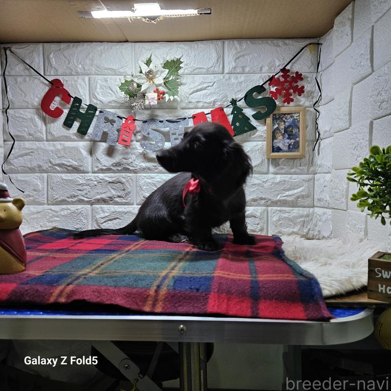 成約済の愛知県のミニチュアダックスフンド(ロングヘアード)-410192の3枚目