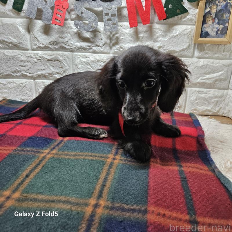 成約済の愛知県のミニチュアダックスフンド(ロングヘアード)-410192の2枚目