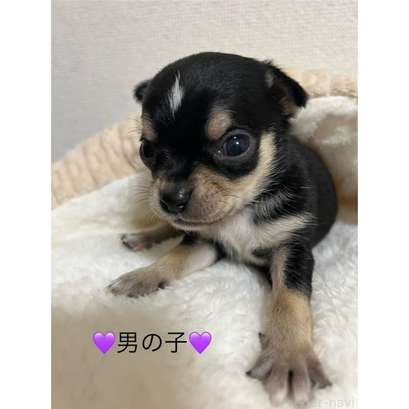 商談中の熊本県のチワワ(スムースコート)-431857