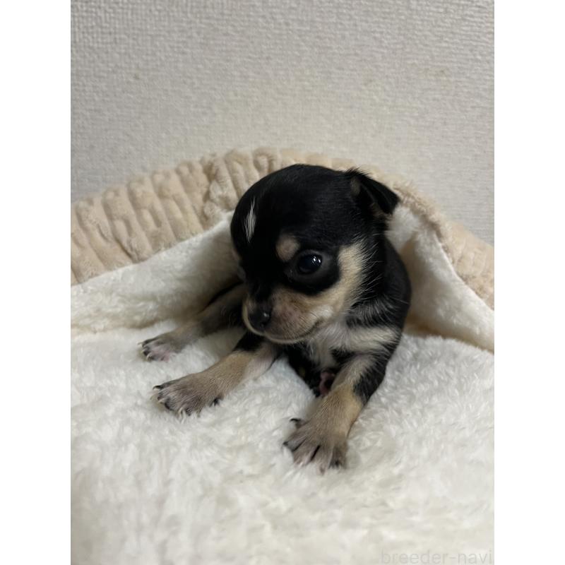 商談中の熊本県のチワワ(スムースコート)-431857の4枚目