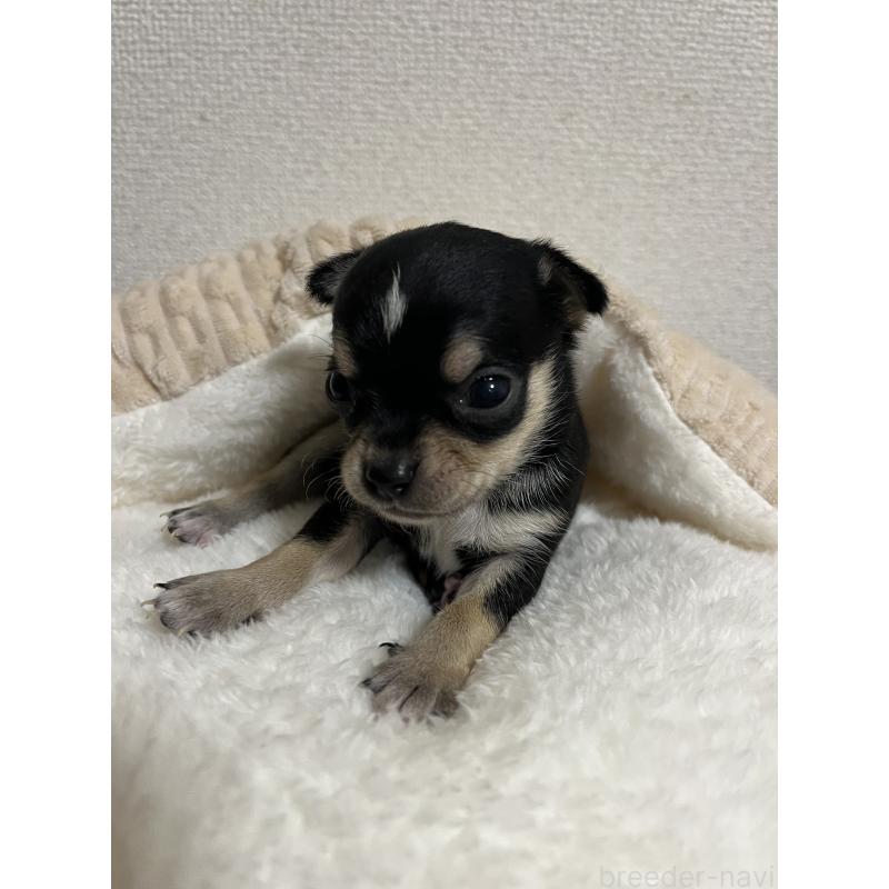 商談中の熊本県のチワワ(スムースコート)-431857の3枚目