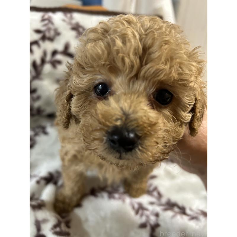 販売中の熊本県のトイプードル-428212