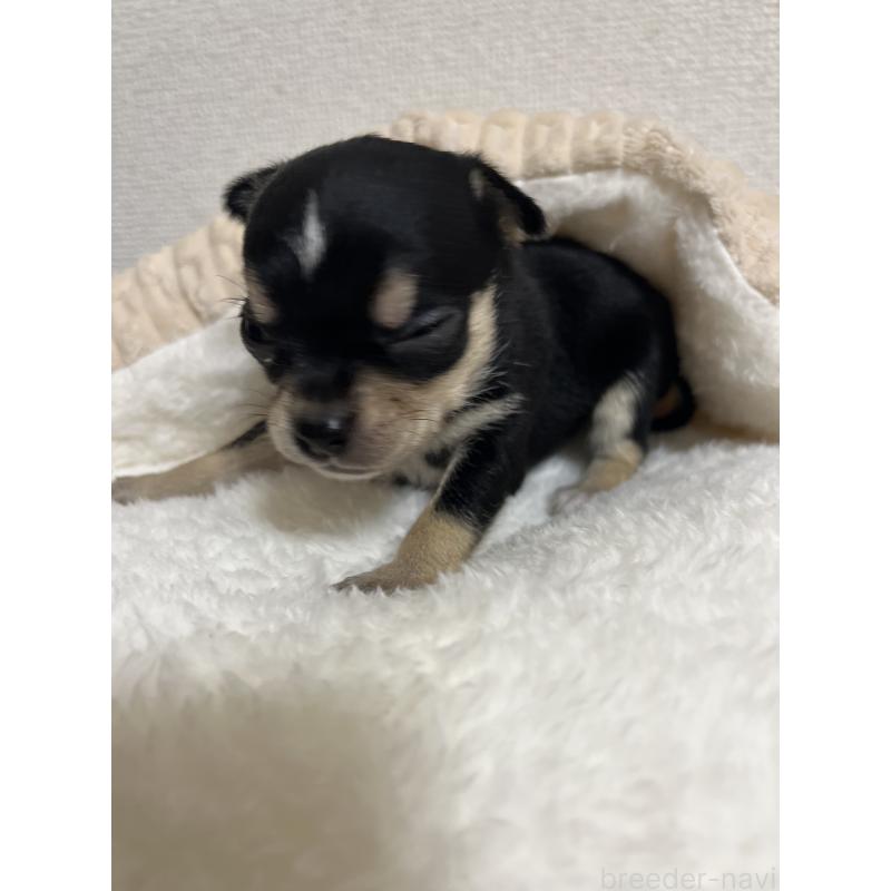 商談中の熊本県のチワワ(スムースコート)-431857の2枚目