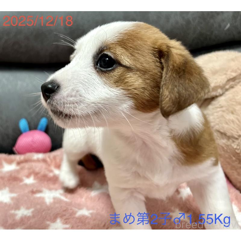 販売中の岡山県のジャックラッセルテリア-432751の13枚目