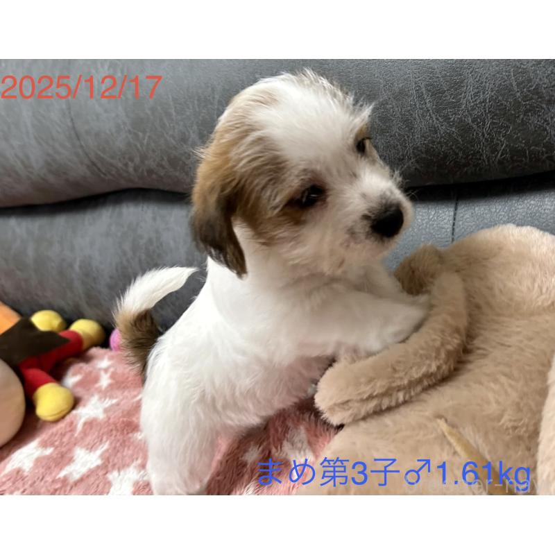 販売中の岡山県のジャックラッセルテリア-432750の12枚目