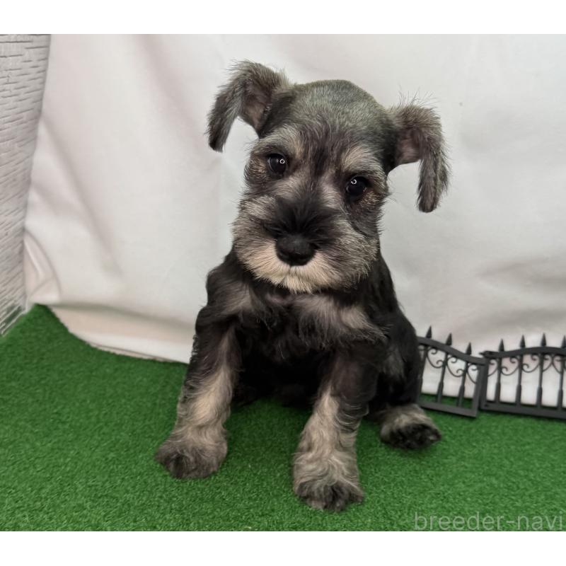 販売中の愛知県のミニチュアシュナウザー-433687の8枚目