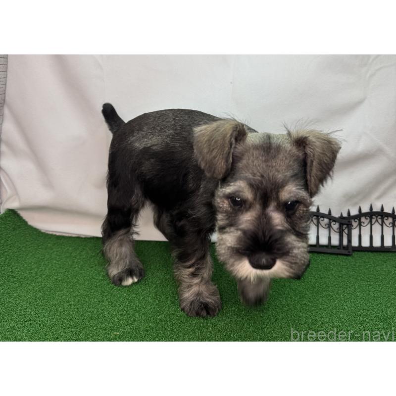 販売中の愛知県のミニチュアシュナウザー-433687の7枚目