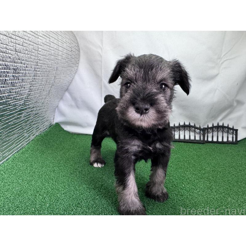 販売中の愛知県のミニチュアシュナウザー-433687の6枚目