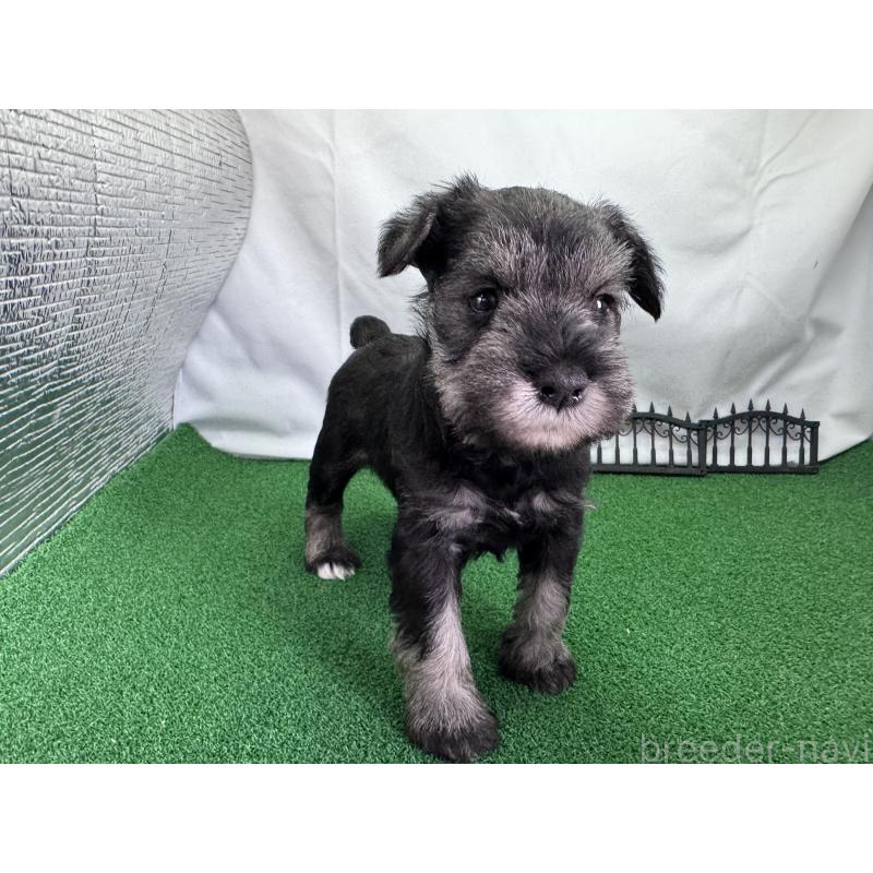 販売中の愛知県のミニチュアシュナウザー-433687の5枚目