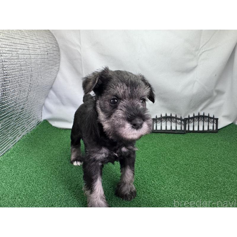 販売中の愛知県のミニチュアシュナウザー-433687の4枚目