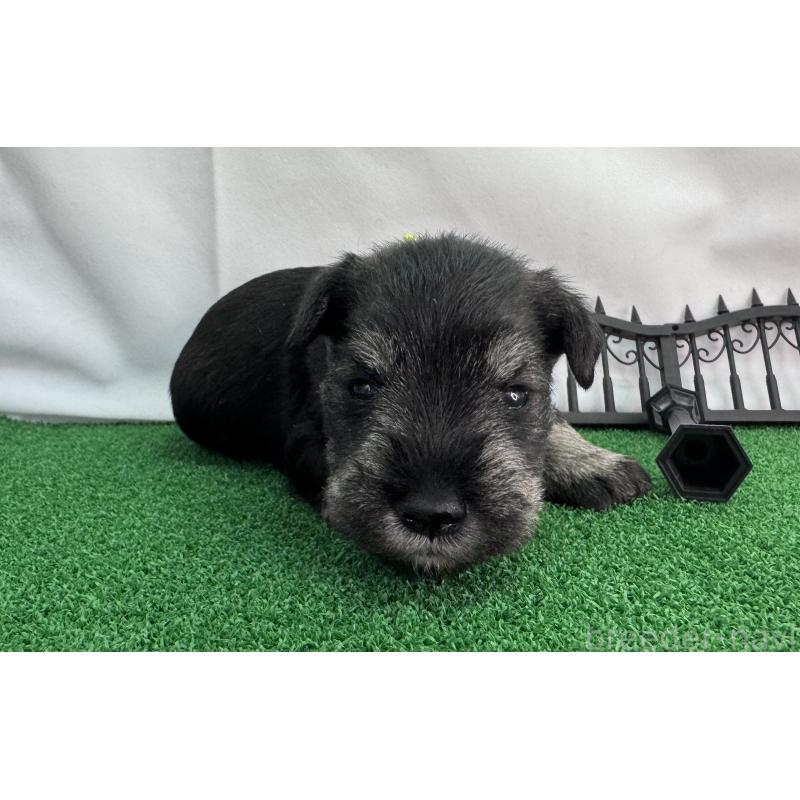 販売中の愛知県のミニチュアシュナウザー-433687の3枚目