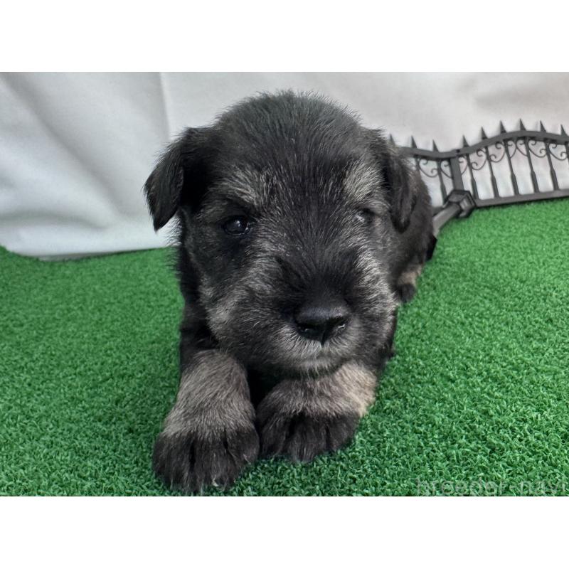 販売中の愛知県のミニチュアシュナウザー-433687の2枚目