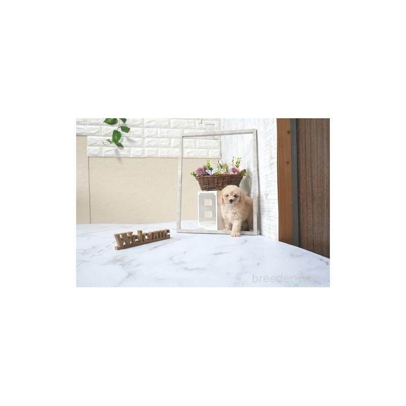 販売中の滋賀県のタイニープードル-433688の5枚目