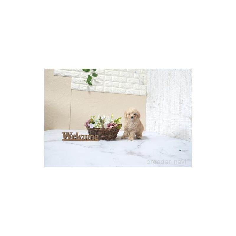 販売中の滋賀県のタイニープードル-433688の2枚目