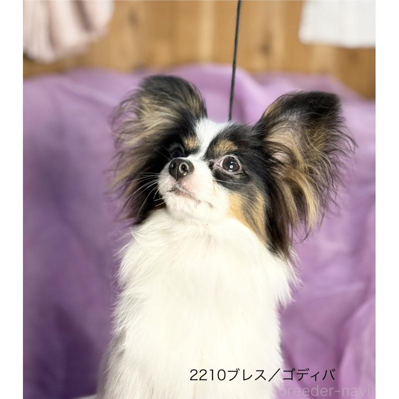 販売中の三重県のパピヨン-433689の8枚目