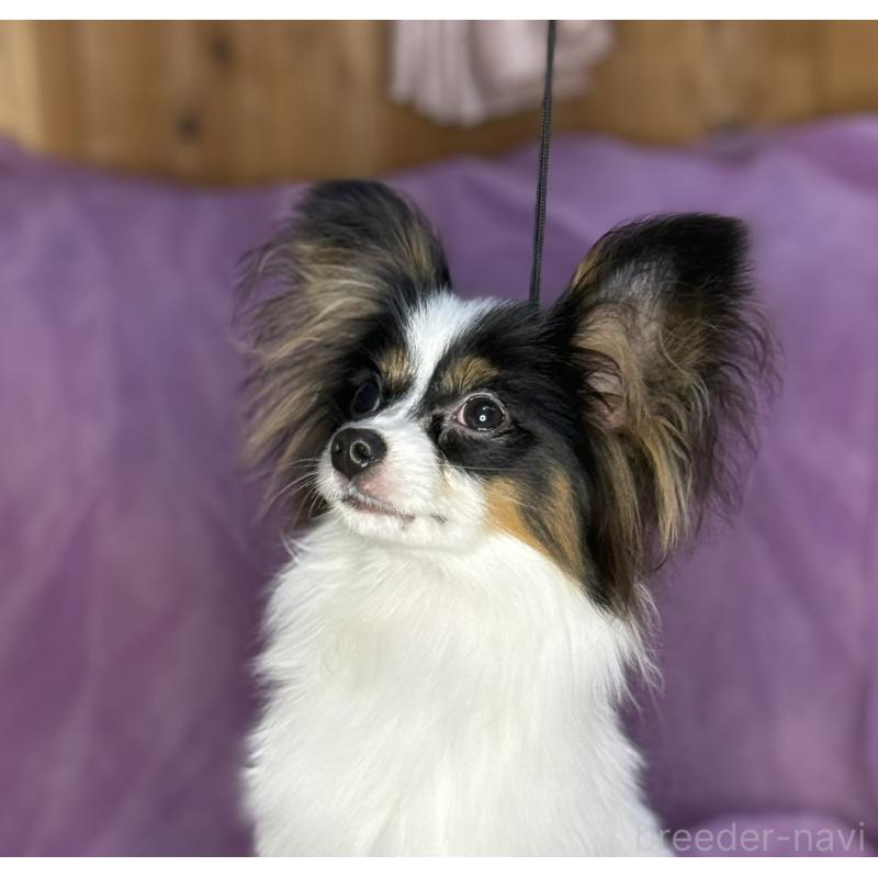 販売中の三重県のパピヨン-433689の7枚目