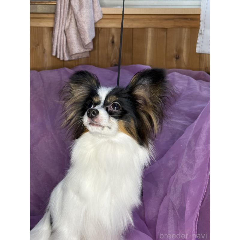 販売中の三重県のパピヨン-433689の3枚目