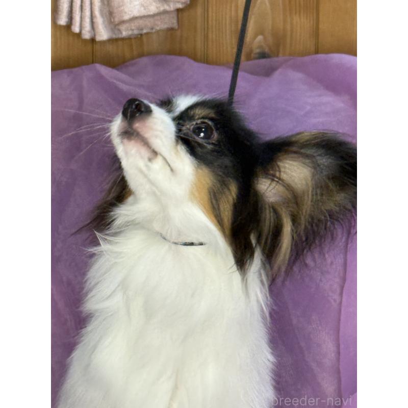 販売中の三重県のパピヨン-433689の2枚目