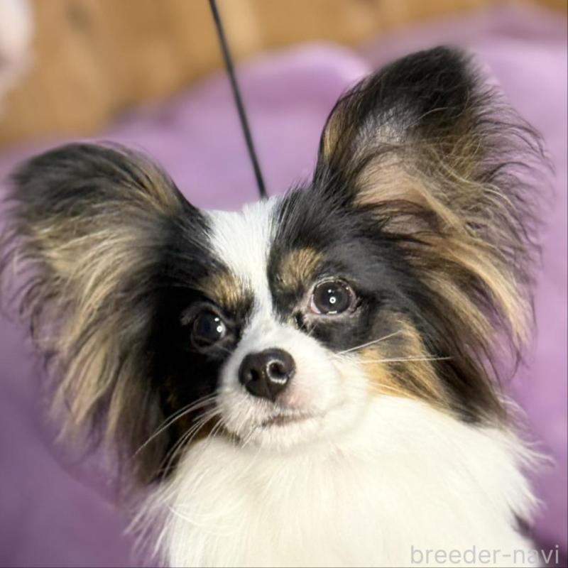 販売中の三重県のパピヨン-433689の1枚目