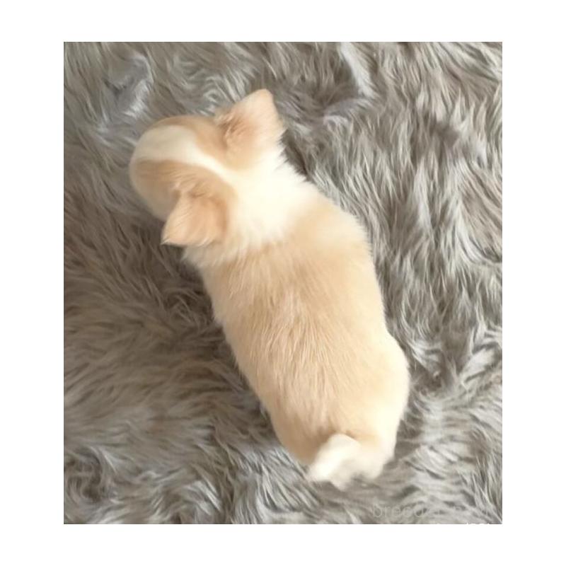 販売中の岡山県のチワワ(ロングコート)-433690の10枚目