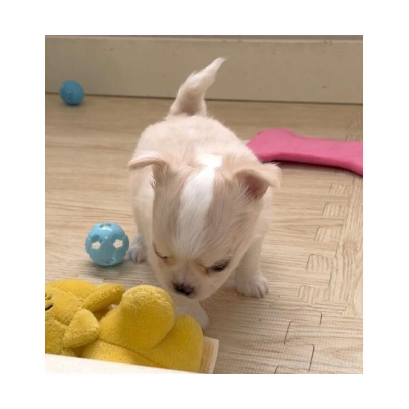 販売中の岡山県のチワワ(ロングコート)-433690の9枚目