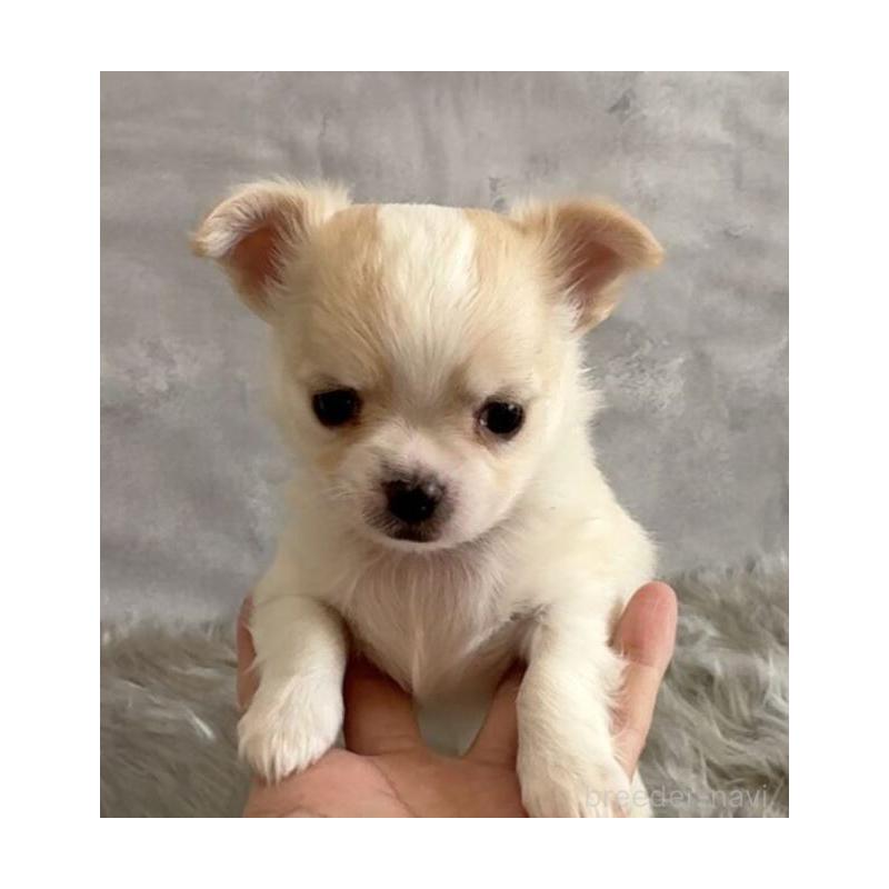 販売中の岡山県のチワワ(ロングコート)-433690の8枚目