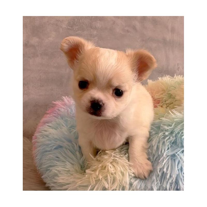 販売中の岡山県のチワワ(ロングコート)-433690の6枚目