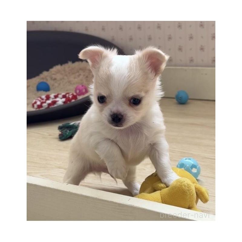 販売中の岡山県のチワワ(ロングコート)-433690の5枚目