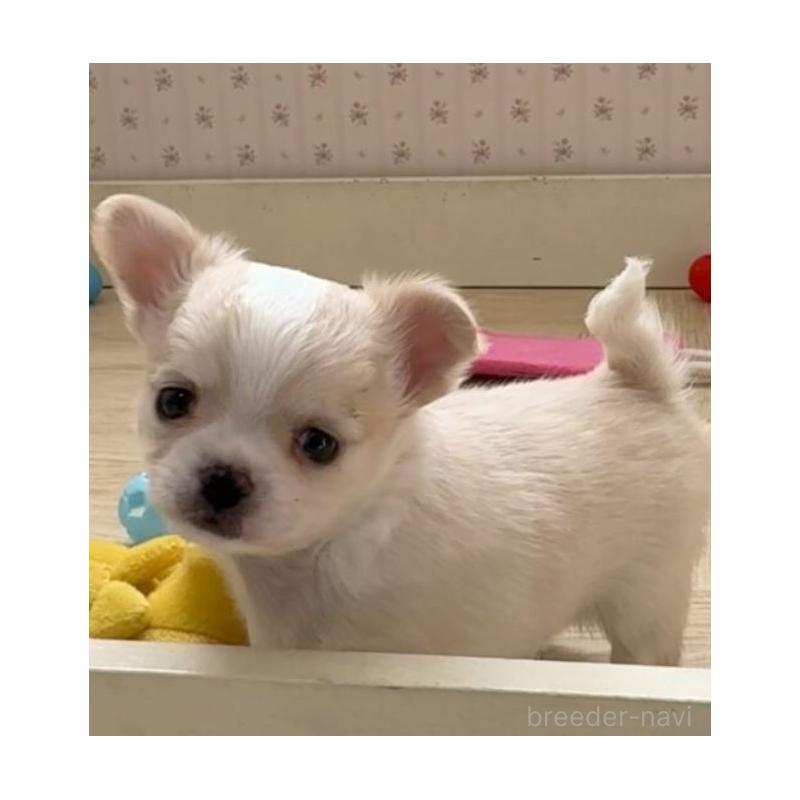 販売中の岡山県のチワワ(ロングコート)-433690の4枚目