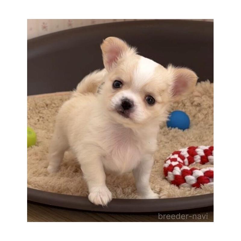 販売中の岡山県のチワワ(ロングコート)-433690の3枚目